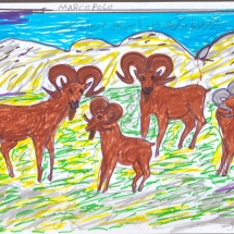 la capra di Marco Polo disegnata dagli alunni wakhi